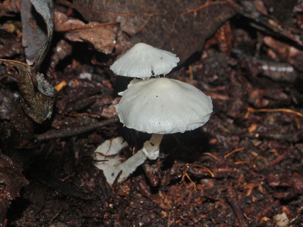 Due funghetti bianchi (Cfr. Leucoagaricus serenus)